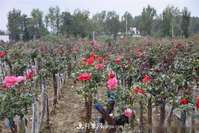 收來的月季老樁15塊錢一棵，枯死只能當柴火，走進南陽內鄉(xiāng)樹形月季園(圖8)