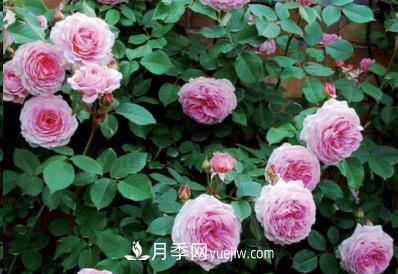 不可錯過的經(jīng)典灌木月季品種介紹大全！(圖10)