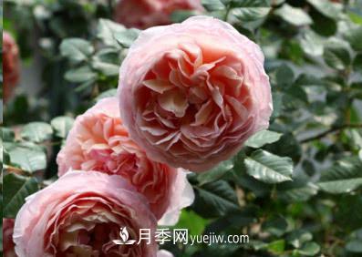 不可錯過的經(jīng)典灌木月季品種介紹大全！(圖1)