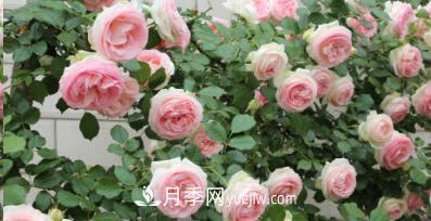 不可錯過的經(jīng)典灌木月季品種介紹大全！(圖19)