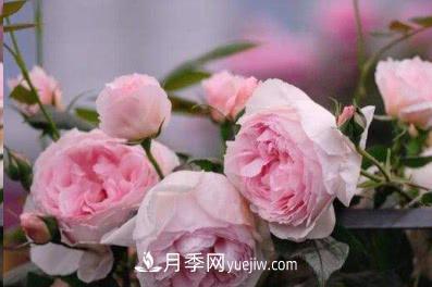不可錯過的經(jīng)典灌木月季品種介紹大全！(圖6)
