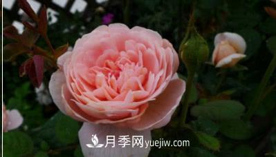 不可錯過的經(jīng)典灌木月季品種介紹大全！(圖9)