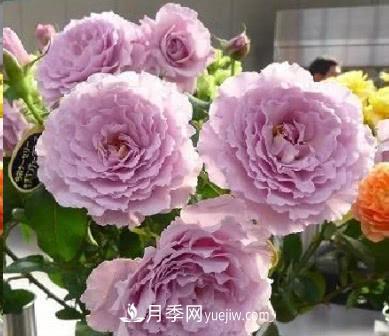 不可錯過的經(jīng)典灌木月季品種介紹大全！(圖22)