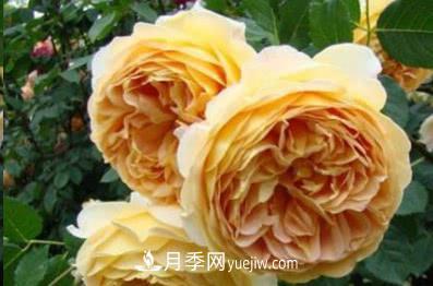 不可錯過的經(jīng)典灌木月季品種介紹大全！(圖5)