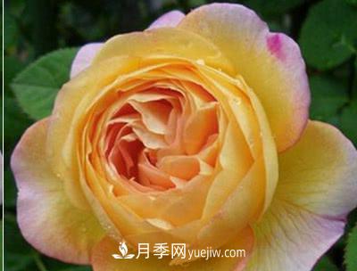 不可錯過的經(jīng)典灌木月季品種介紹大全！(圖14)