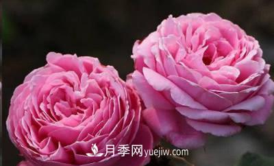 不可錯過的經(jīng)典灌木月季品種介紹大全！(圖17)
