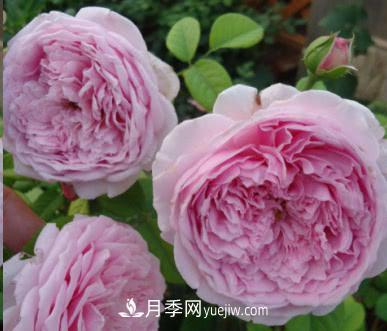 不可錯過的經(jīng)典灌木月季品種介紹大全！(圖8)