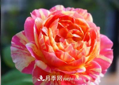 不可錯過的經(jīng)典灌木月季品種介紹大全！(圖15)