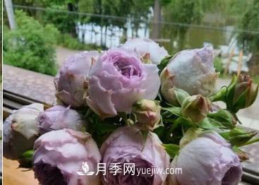 不可錯過的經(jīng)典灌木月季品種介紹大全！(圖21)