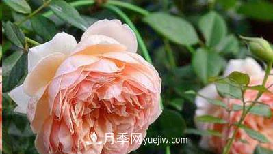 不可錯過的經(jīng)典灌木月季品種介紹大全！(圖4)