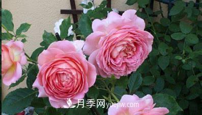 不可錯過的經(jīng)典灌木月季品種介紹大全！(圖3)
