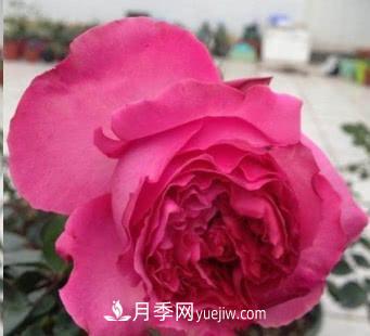 不可錯過的經(jīng)典灌木月季品種介紹大全！(圖16)