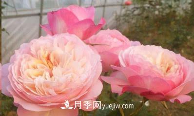 不可錯過的經(jīng)典灌木月季品種介紹大全！(圖13)