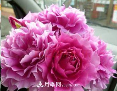 不可錯過的經(jīng)典灌木月季品種介紹大全！(圖29)