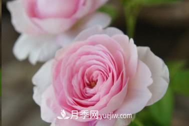 不可錯過的經(jīng)典灌木月季品種介紹大全！(圖25)