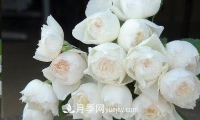 不可錯過的經(jīng)典灌木月季品種介紹大全！(圖30)