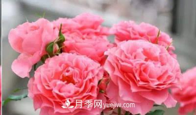 不可錯過的經(jīng)典灌木月季品種介紹大全！(圖24)