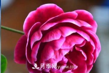 不可錯過的經(jīng)典灌木月季品種介紹大全！(圖28)