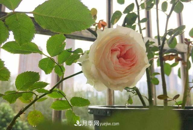 帶你快速了解月季的不同種類！(圖1)