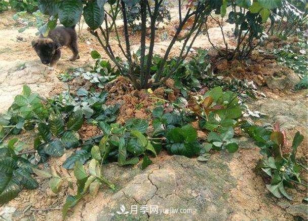 帶你快速了解月季的不同種類！(圖3)