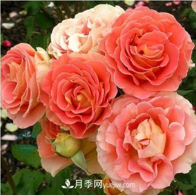 帶你快速了解月季的不同種類！(圖5)