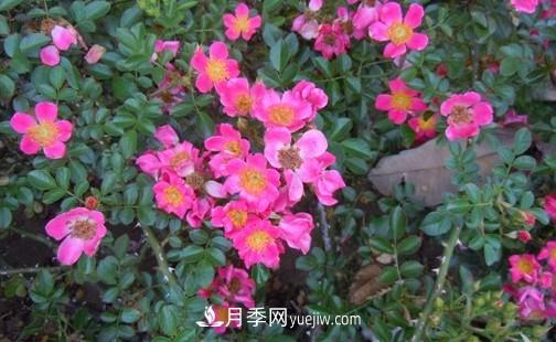帶你快速了解月季的不同種類！(圖4)