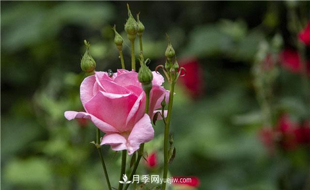 嫁接月季優(yōu)點多，你養(yǎng)過嗎？(圖1)