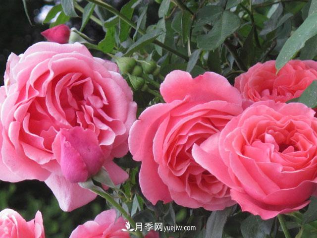 即將被拋棄的薔薇產(chǎn)業(yè)到底怎么樣？這些就是月季和薔薇的差距(圖1)