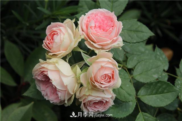 被52座城市共同選為市花的月季有什么魅力？國(guó)家園林綠化重大貢獻(xiàn)者(圖3)