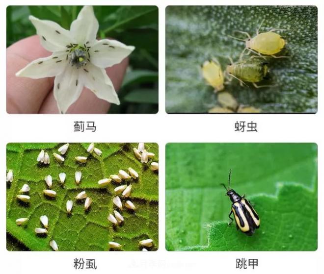 8種花木常用農(nóng)藥介紹，價格便宜效果很好(圖2)