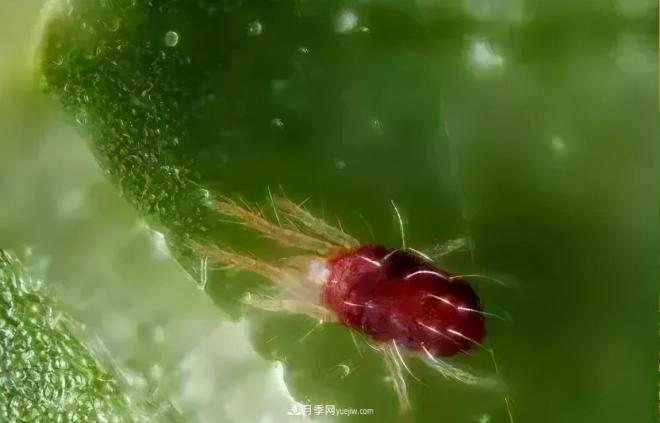 8種花木常用農(nóng)藥介紹，價格便宜效果很好(圖4)