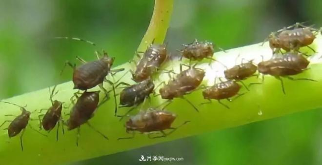 8種花木常用農(nóng)藥介紹，價格便宜效果很好(圖5)
