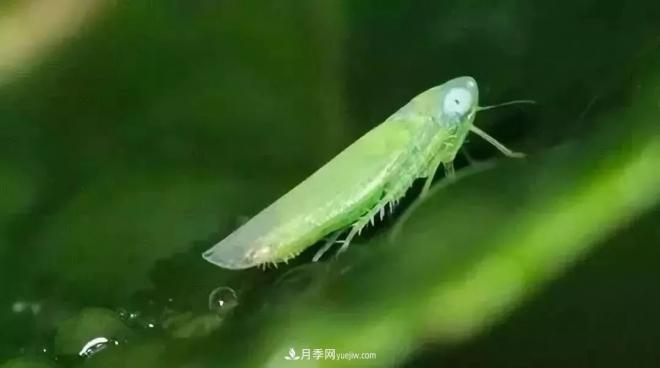 8種花木常用農(nóng)藥介紹，價格便宜效果很好(圖6)