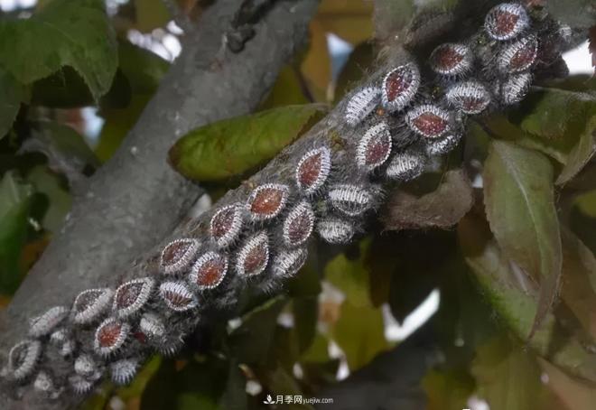 8種花木常用農(nóng)藥介紹，價格便宜效果很好(圖7)