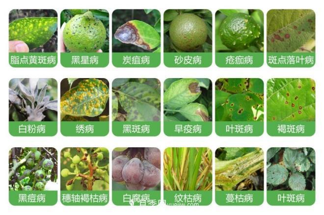 8種花木常用農(nóng)藥介紹，價格便宜效果很好(圖1)