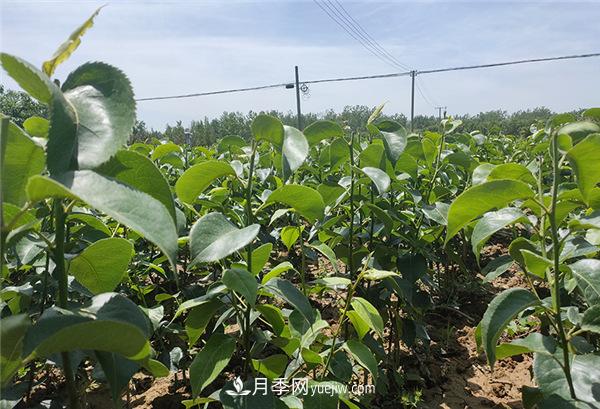 桃樹(shù)苗梨樹(shù)苗批發(fā)，南陽(yáng)天宸果樹(shù)苗木基地(圖1)