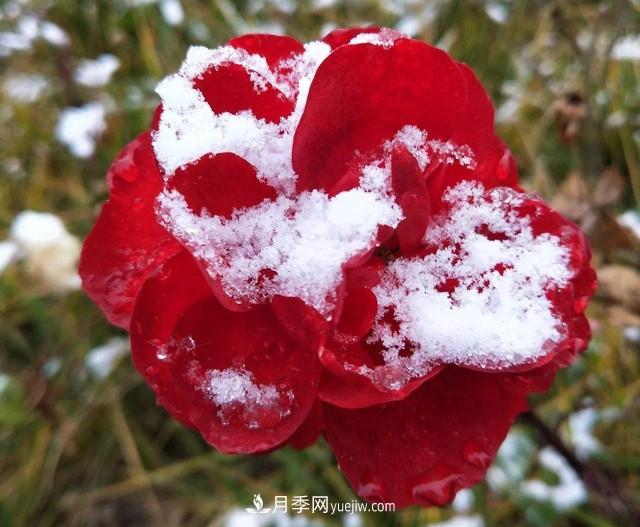 冬天也能叫月季起床開花？幾個簡單步驟讓月季不再賴床(圖1)