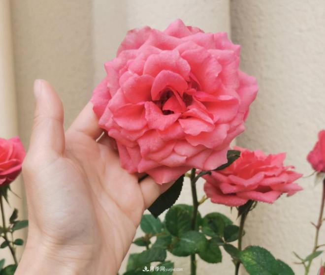 月季花特怕紅蜘蛛，治一治，長得更旺更健康(圖1)