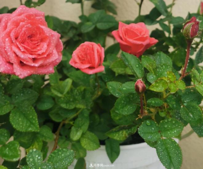 月季花特怕紅蜘蛛，治一治，長得更旺更健康(圖2)