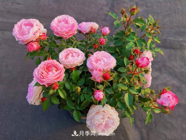 養(yǎng)月季爆盆的4個(gè)要素，掌握技巧月季變成開(kāi)花機(jī)(圖1)