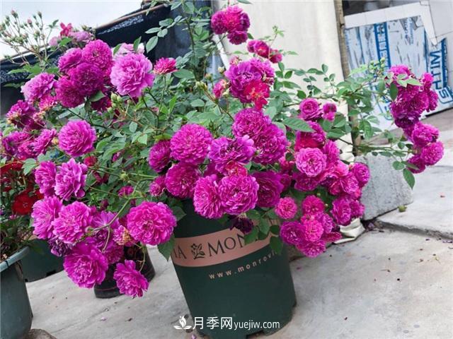 這幾個微型月季簡直就是移動的香水，不入手虧大了(圖1)