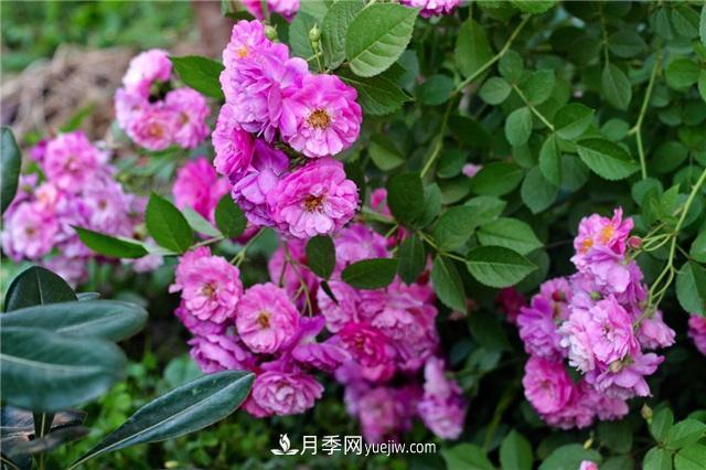 這幾個微型月季簡直就是移動的香水，不入手虧大了(圖2)