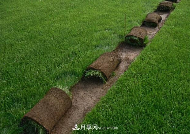 綠化草坪早熟禾和哪些草坪混播效果***好，混播的優(yōu)勢(shì)(圖1)