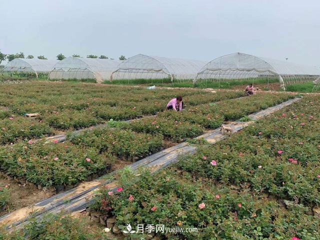 畝換算成平方米是多少？一畝三分地月季說的是什么意思？(圖1)