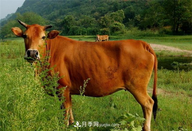 全國(guó)那么多品種的牛，為啥俺們南陽(yáng)黃牛那么出名？原因在這！(圖1)