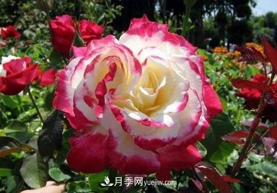 月季施肥也有大學(xué)問！施肥澆水技巧技術(shù)有含量(圖1)