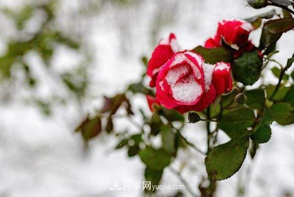 月季冬天到底怕不怕凍？冬季養(yǎng)護(hù)只要注意好三點(diǎn)(圖1)