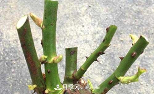 入月季坑3年，冬天來臨時(shí)我都會給月季進(jìn)行一次大修剪(圖2)