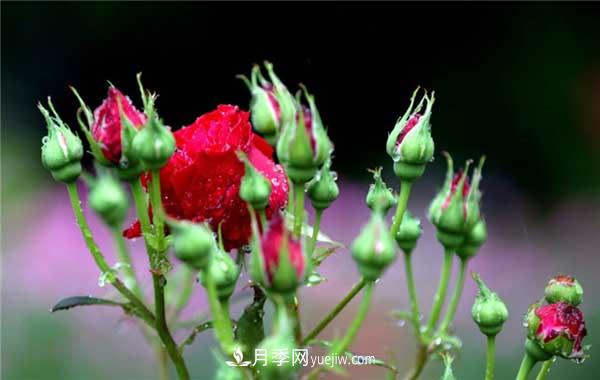 入月季坑3年，冬天來臨時(shí)我都會給月季進(jìn)行一次大修剪(圖1)
