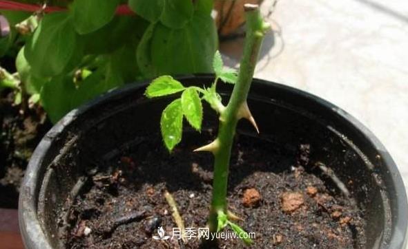月季該如何扦插，春秋兩季這樣扦插10-20天就生根(圖1)
